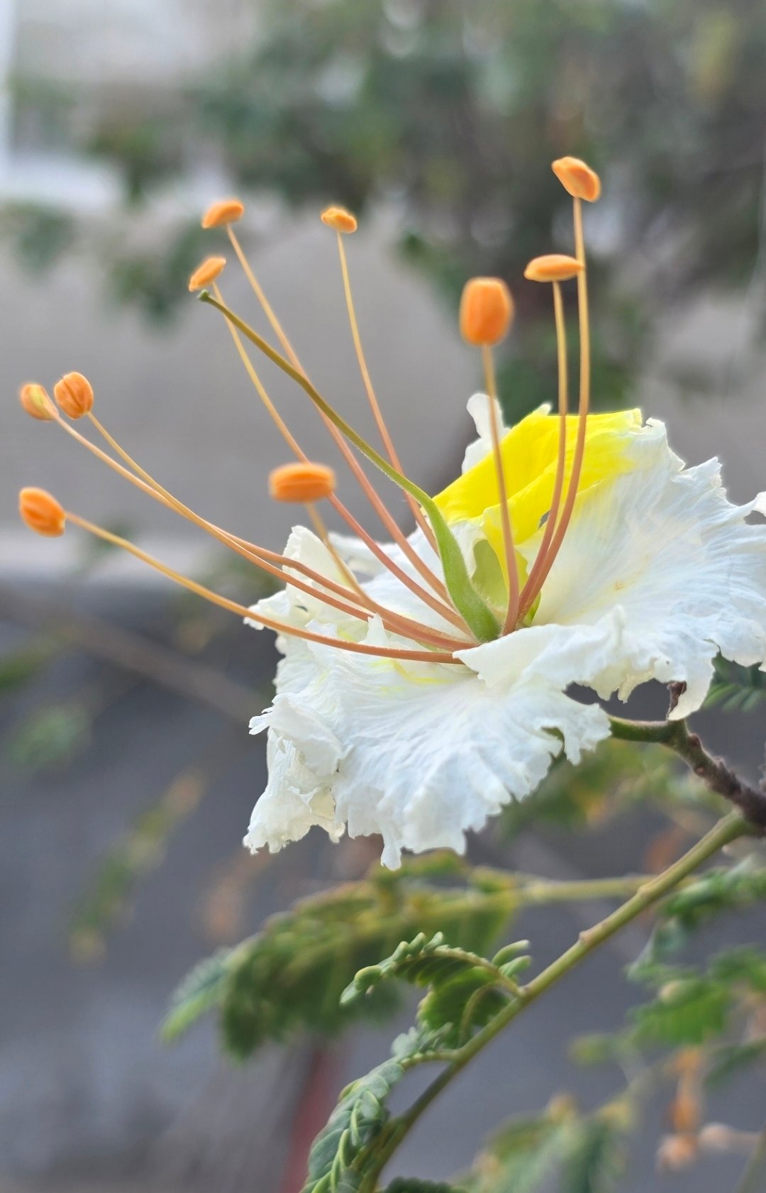 الرنف البرية النادرة