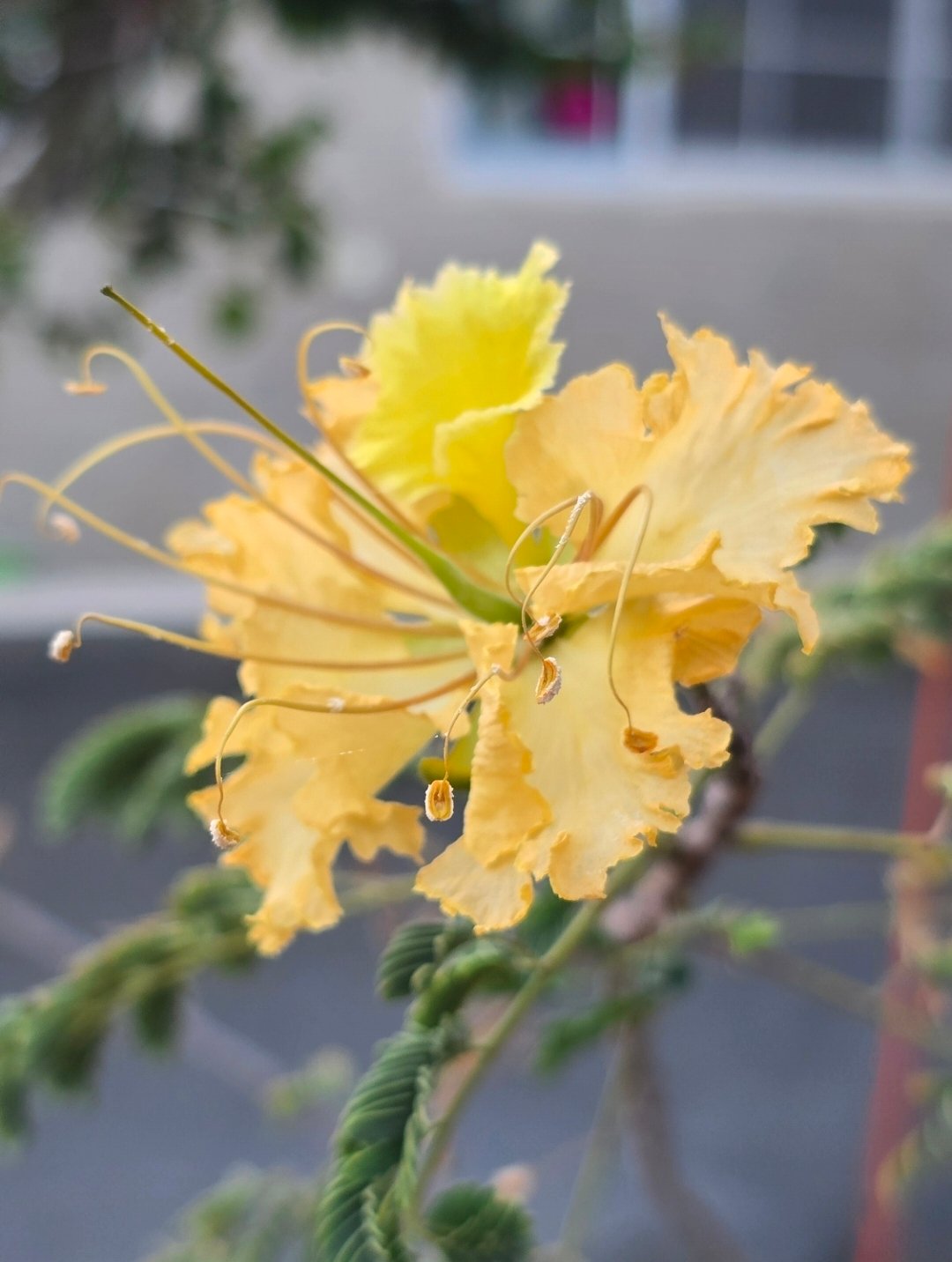 الرنف البرية النادرة
