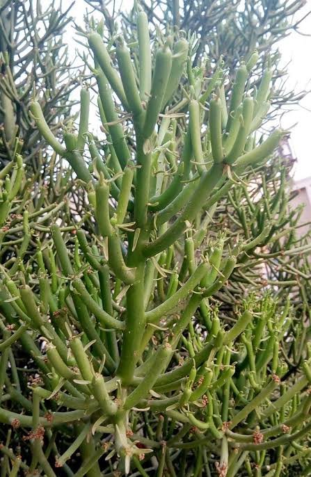 قرن الغزال