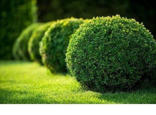 الياسمين الزفر