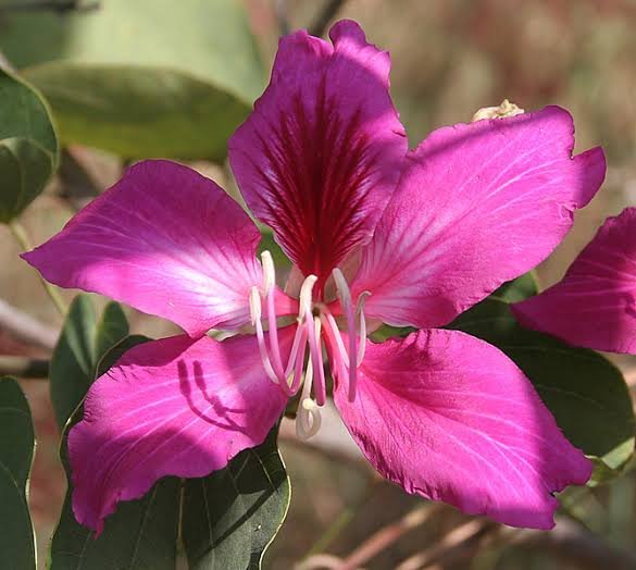 البوهينيا (خف الجمل)