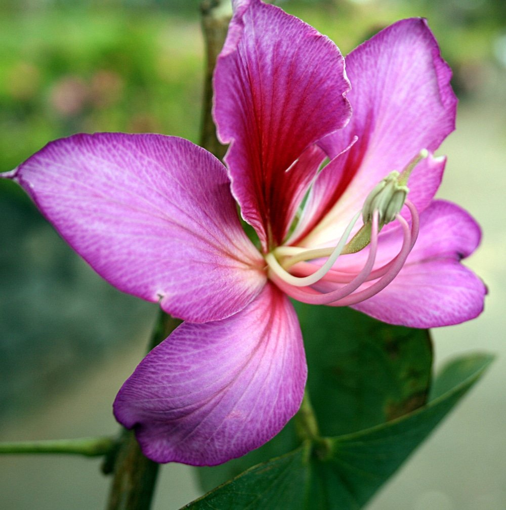 البوهينيا (خف الجمل)