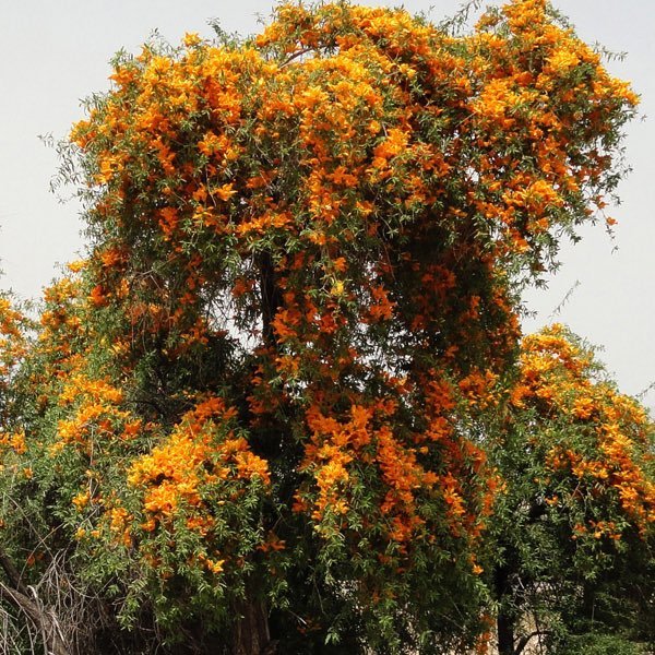 الفرفارة (شجرة اللهب)