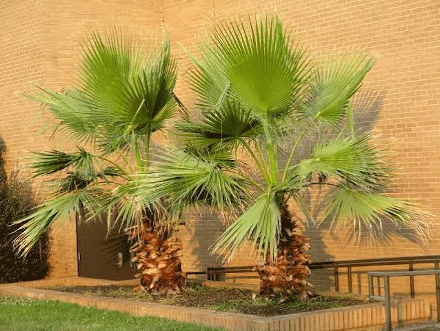 الواشنطونيا (نخيل المروحة)