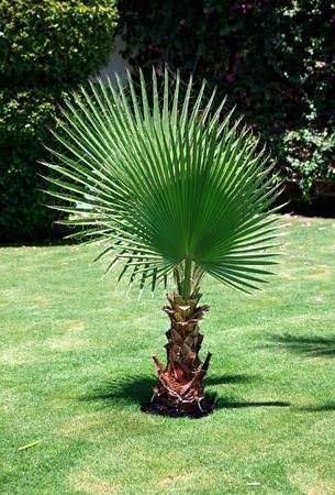 الواشنطونيا (نخيل المروحة)