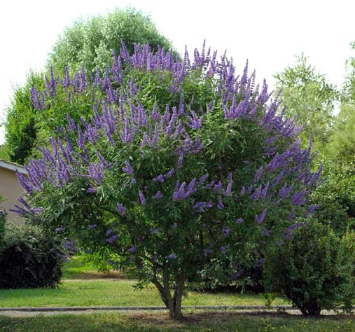 الوايتكس (كف مريم)