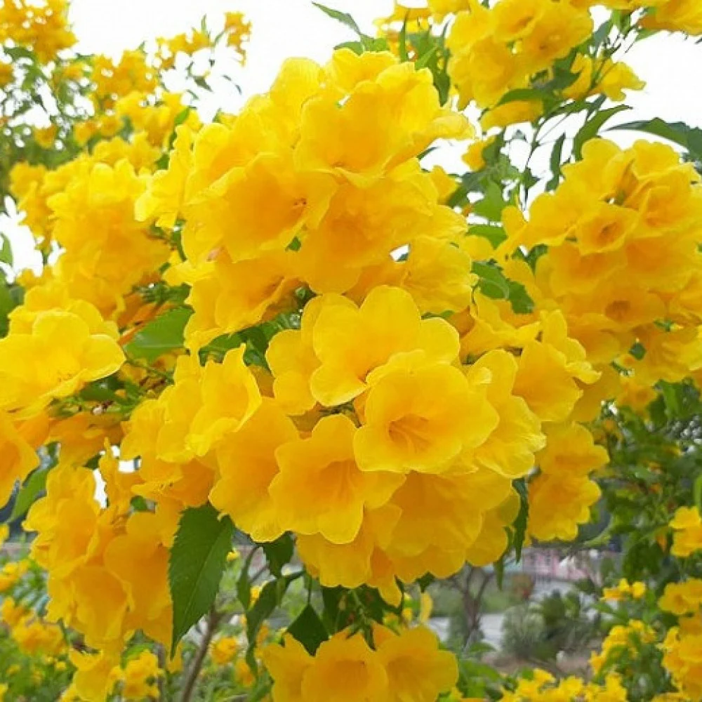 التيكوما ستانس (أبواق صفراء)