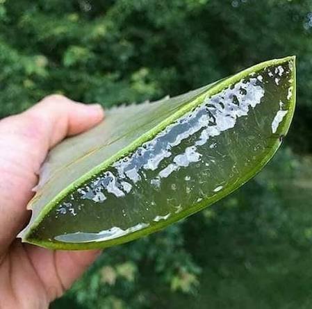 الألوفيرا (صبار)