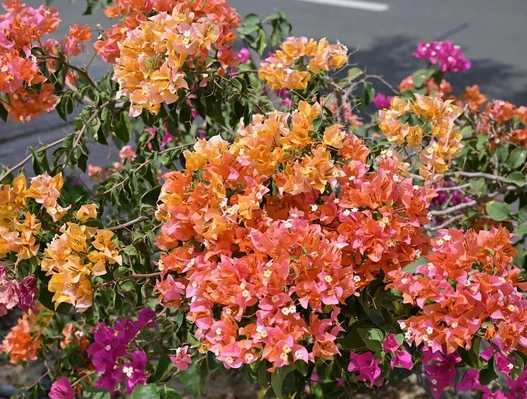 الجهنمية