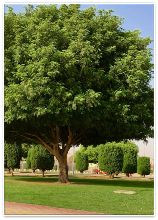 اللبخ