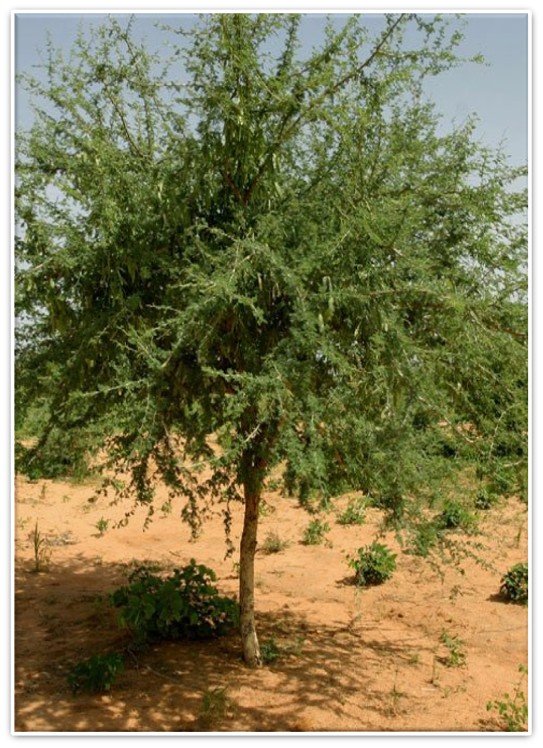 الصمغ العربي