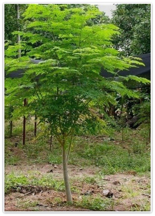 المورينجا الهندية