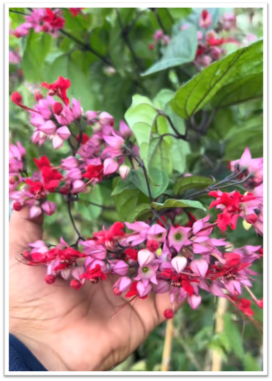 طربوش الملك