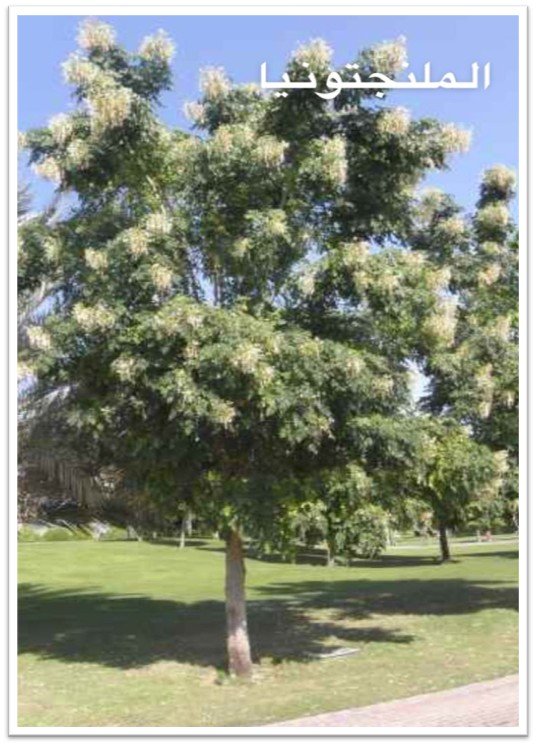 ملنجتونيا
