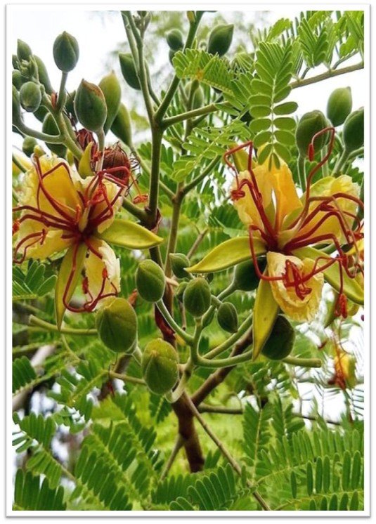 الرنف البرية النادرة