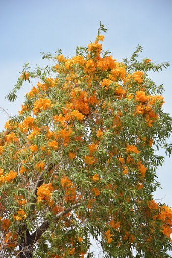 الفرفارة (شجرة اللهب)
