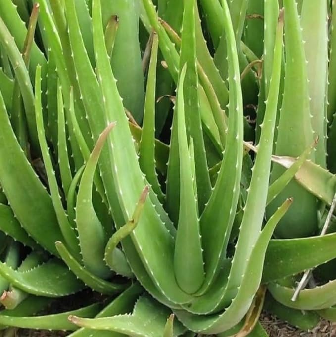 الألوفيرا (صبار)